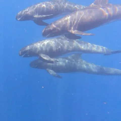 Dolphins moving together below the surface