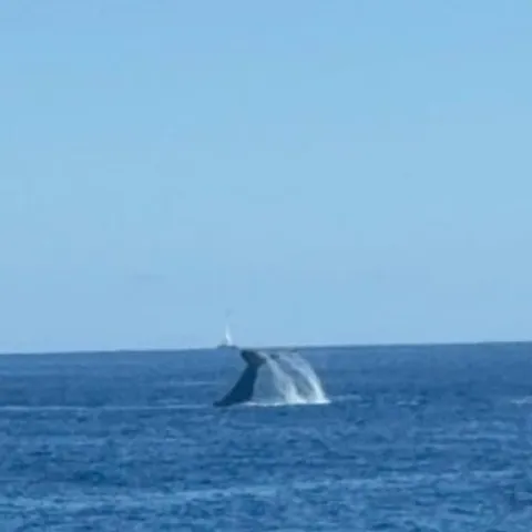 A whale tail rising from the sea off Oahu
