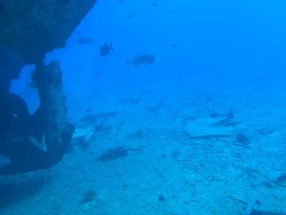 Fish moving over the reef at depth