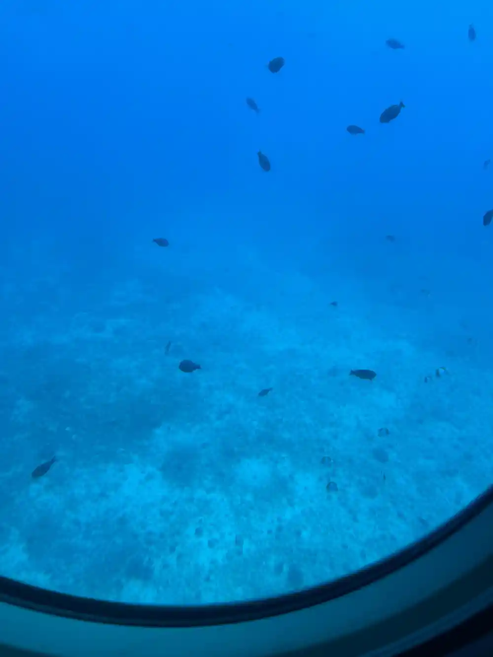 Fish over the sandy seabed in open water