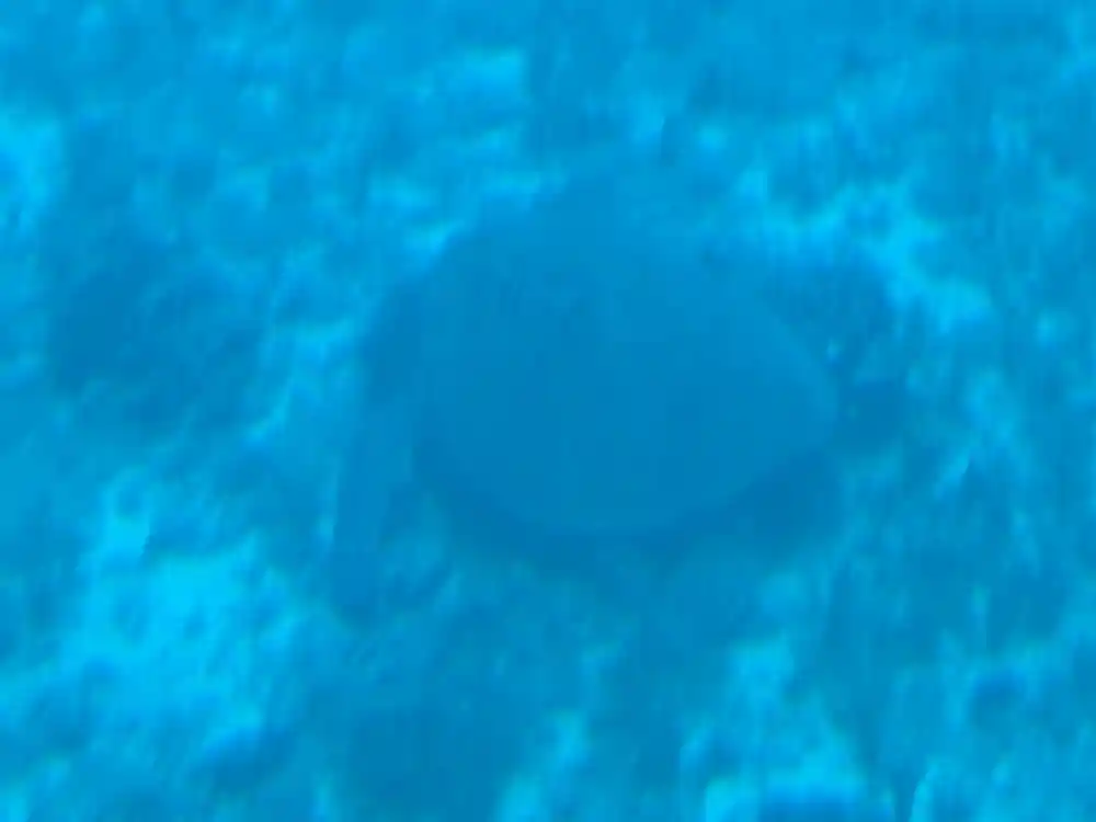 A large coral head on the sandy bottom