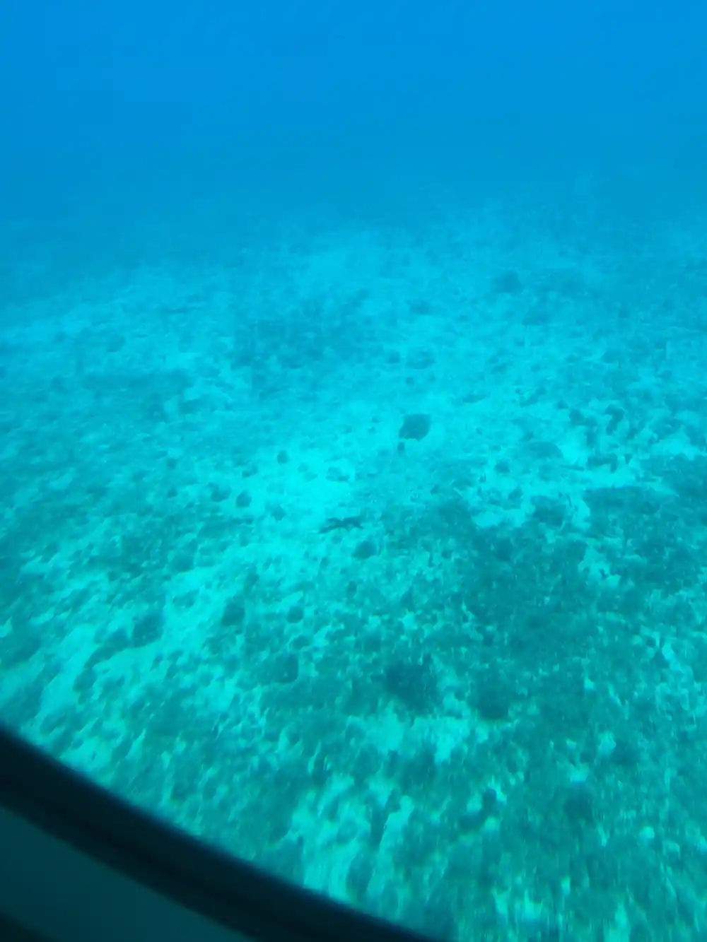 Sand and scattered coral heads on the seabed