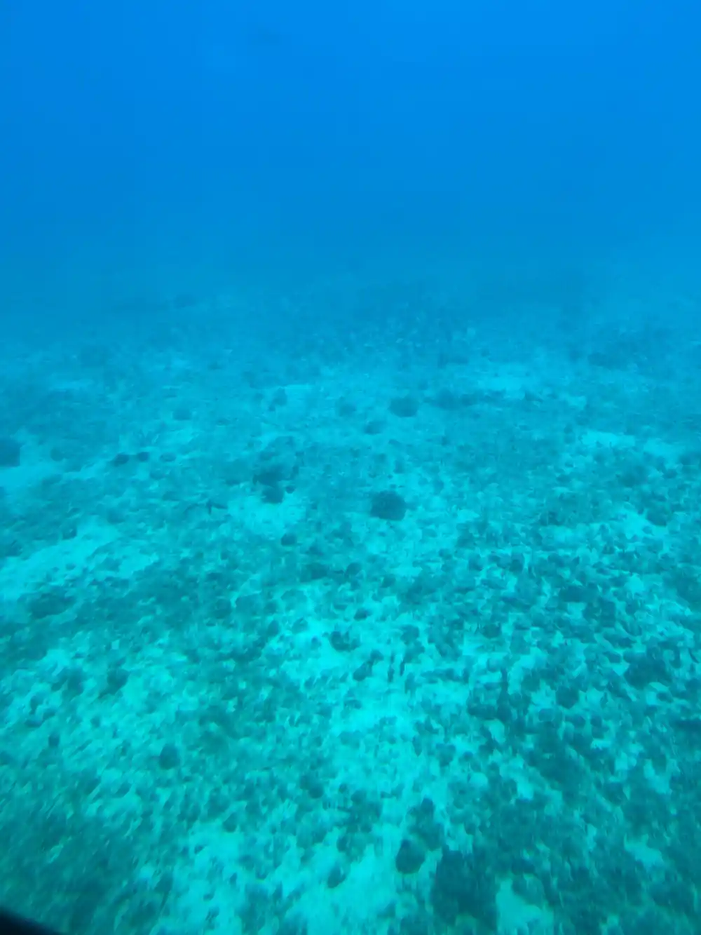 The seabed with coral and fish in clear water