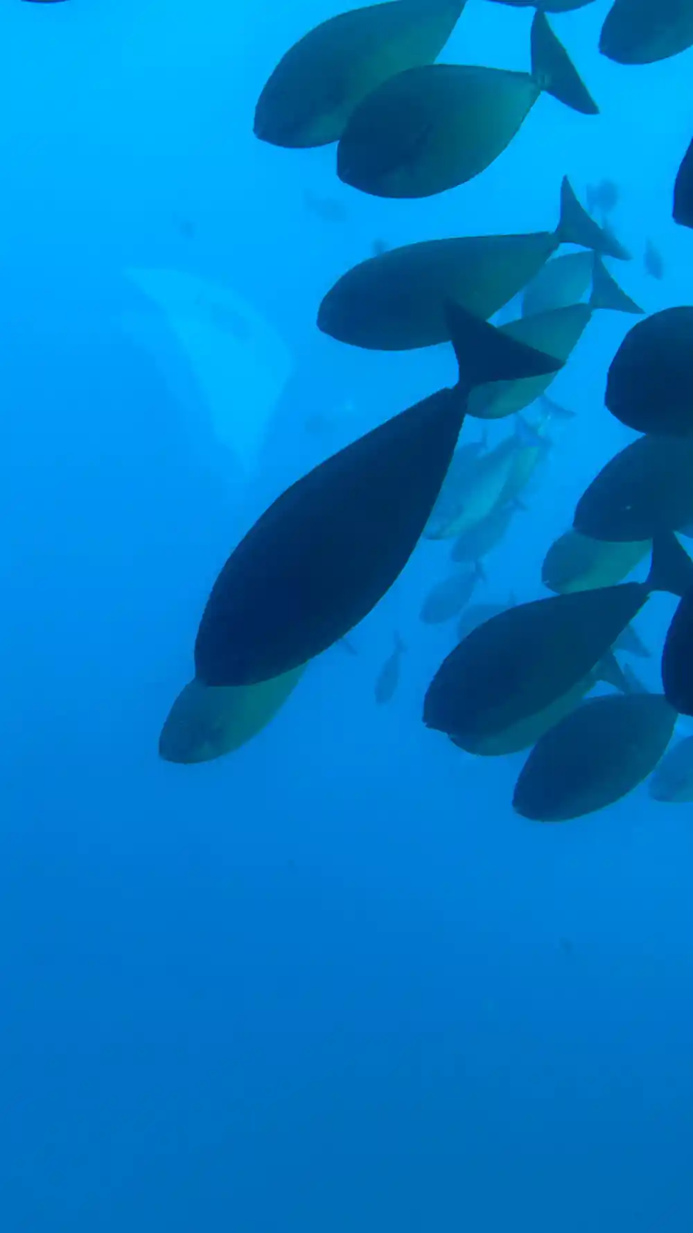 A shoal of fish crowding the water above the submarine